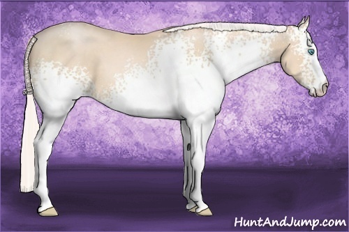 Horse Color:White Spotted Silver Buckskin Pearl 