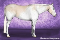 Horse Color:White Spotted Silver Buckskin Pearl