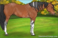 Horse Color:Bay Tobiano 