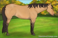 Horse Color:Buckskin Dun 