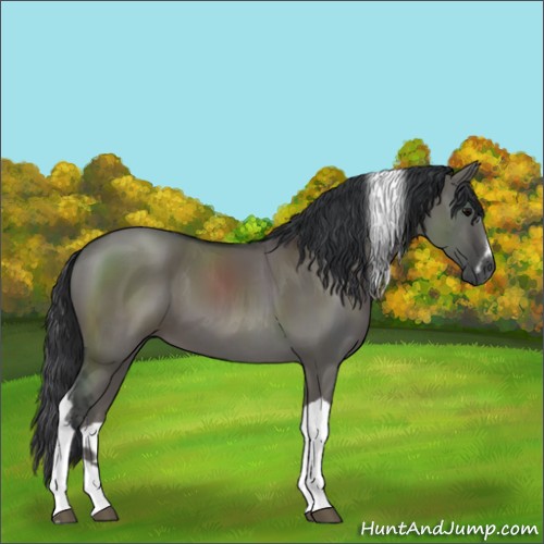Horse Color:Grullo Sabino Tobiano 