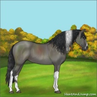 Horse Color:Grullo Sabino Tobiano 