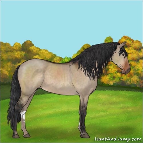 Horse Color:Brown Dun Sabino 