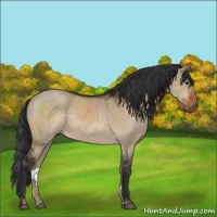 Horse Color:Brown Dun Sabino 