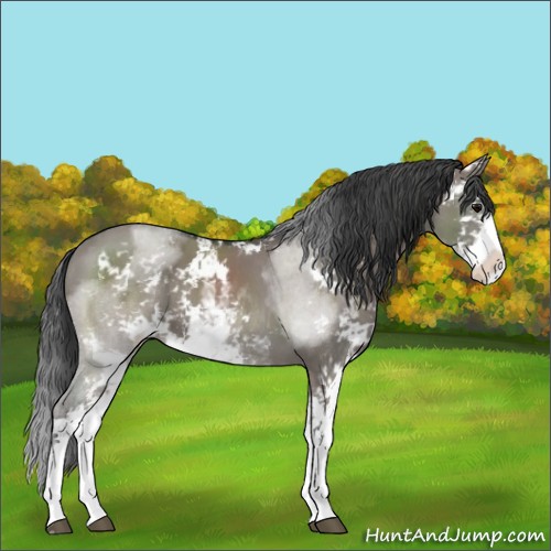 Horse Color:Grullo Sabino