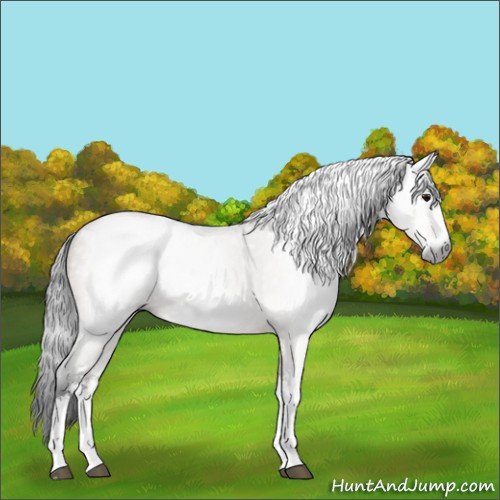 Horse Color:Gray Bay Dun Sabino 