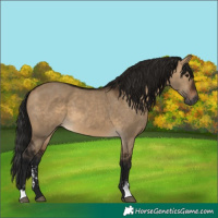 Horse Color:Gray Brown Dun Sabino
