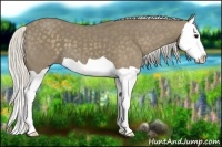 Horse Color:Silver Smoky Black Splash