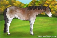 Horse Color:White Spotted Buckskin Tobiano 