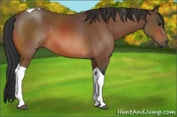 Horse Color:Bay Tobiano 