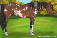 Horse Color:White Spotted Bay 