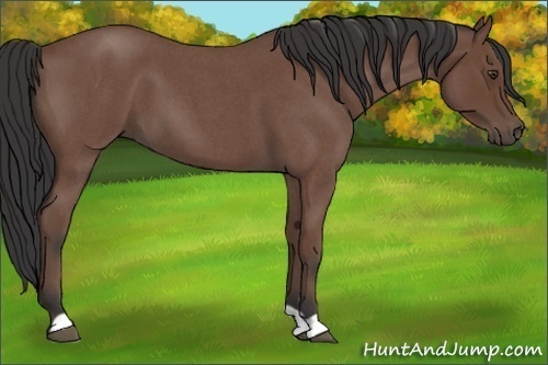 Horse Color:Bay Roan 