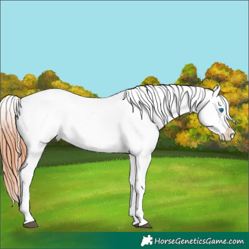 Horse Color:Bay Roan Dun Frame Appaloosa 
