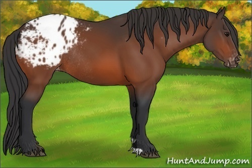 Horse Color:Bay Appaloosa Rabicano 