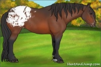 Horse Color:Bay Appaloosa Rabicano 