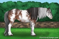 Horse Color:White Spotted Bay 