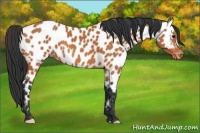 Horse Color:Bay Appaloosa 