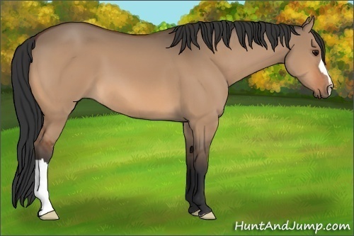 Horse Color:Bay Dun