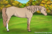 Horse Color:Red Dun Varnish 