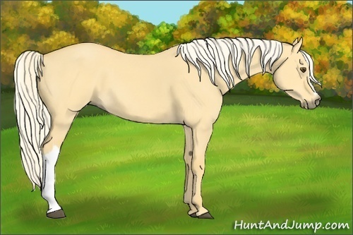 Horse Color:Palomino Dun