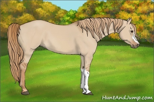 Horse Color:Red Dun 