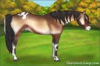 Horse Color:Bay Onyx Appaloosa