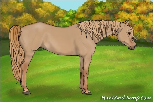 Horse Color:Red Dun 