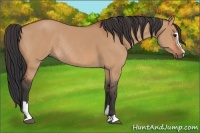 Horse Color:Bay Dun Sabino Rabicano