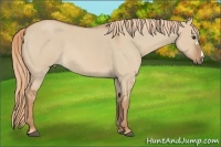 Horse Color:Red Dun Roan