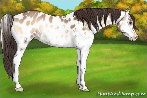 Horse Color:Bay Onyx Sabino Appaloosa Rabicano 