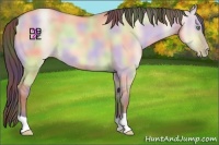 Horse Color:Nacre Amber Champagne Dun 