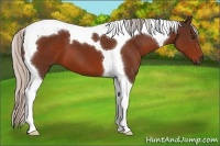 Horse Color:Silver Brown Tobiano 