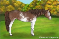 Horse Color:White Spotted Liver Chestnut 