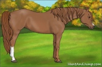 Horse Color:Chestnut 