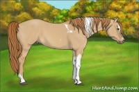 Horse Color:Red Dun Sabino Tobiano