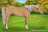 Horse Color:Palomino