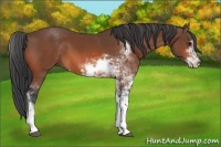 Horse Color:Bay Sabino