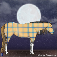 Horse Color:Plaid  Buckskin Tobiano 
