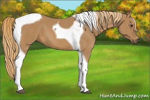 Horse Color:Chestnut Tobiano