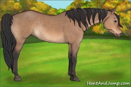 Horse Color:Brown Dun Rabicano 