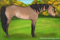 Horse Color:Brown Dun Rabicano