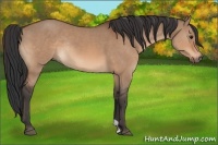 Horse Color:Bay Dun Rabicano