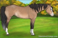 Horse Color:Bay Dun Splash Rabicano 