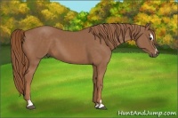 Horse Color:Chestnut Sabino