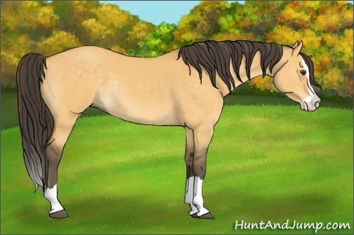 Horse Color:Buckskin Dun Splash Rabicano