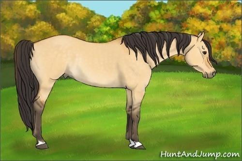 Horse Color:Buckskin Dun Rabicano 
