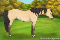 Horse Color:Buckskin Dun Rabicano