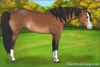 Horse Color:Bay Splash Rabicano