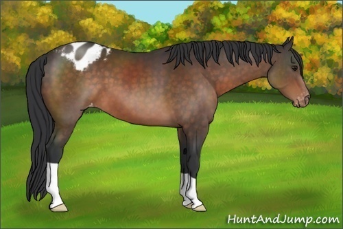 Horse Color:Brown Appaloosa 