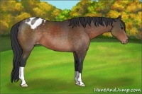 Horse Color:Brown Appaloosa